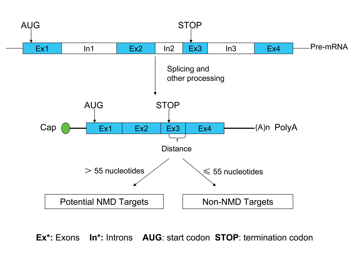 NMD in mammals
