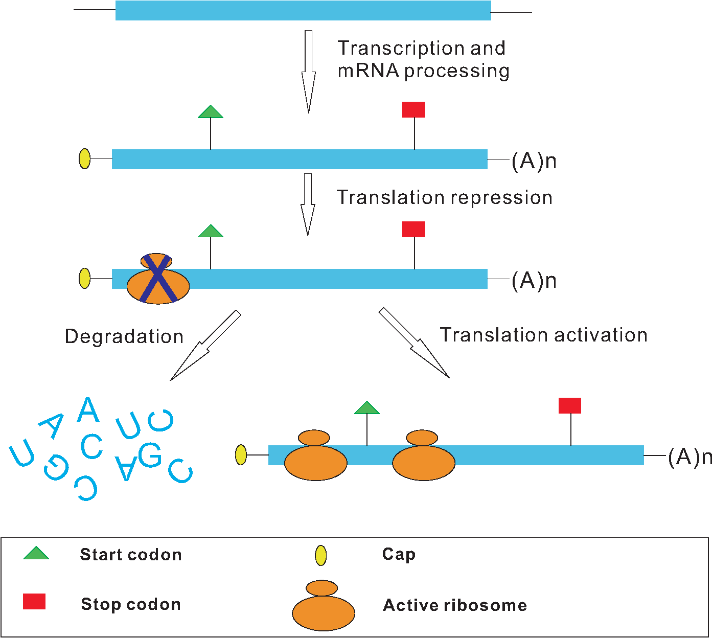 translational repression of NMD targets