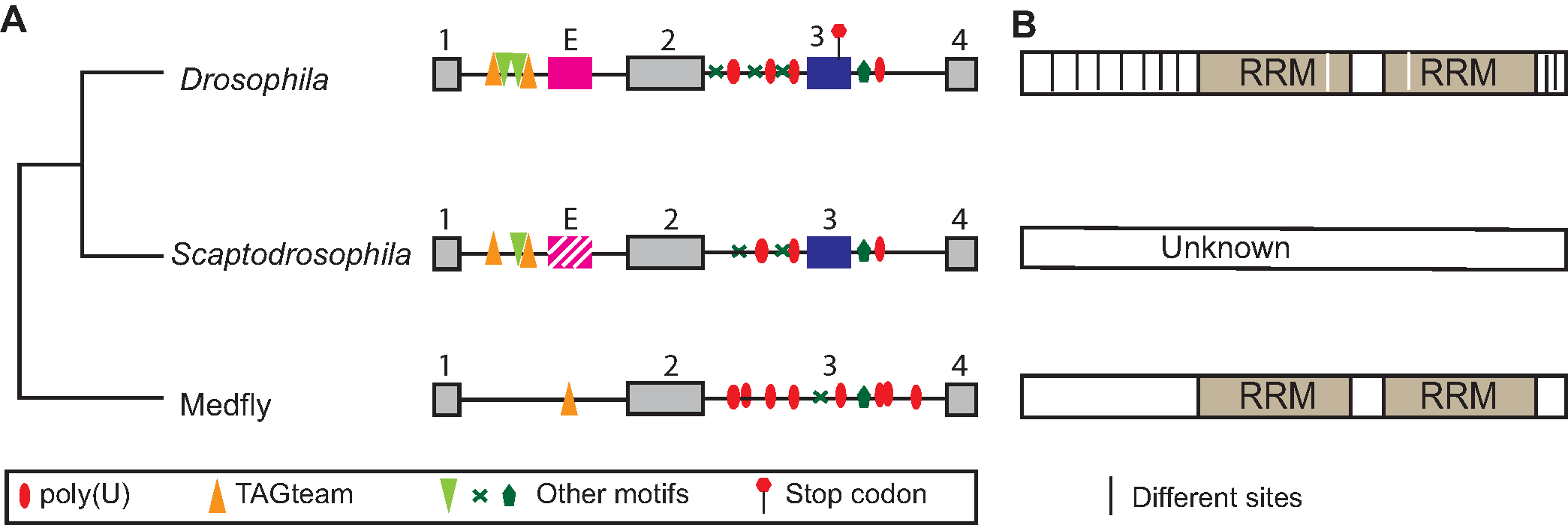 evolution of Sxl in insects